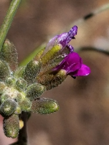 Image of California Rockcress (Boechera californica) by no rights reserved