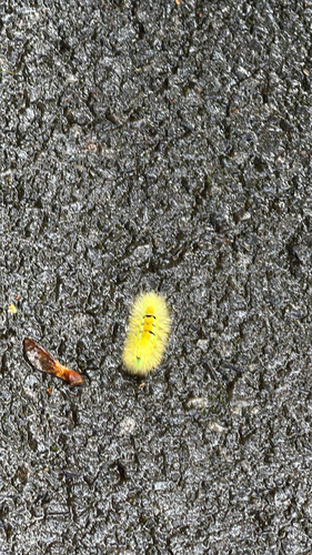 Pale Tussock Moth
