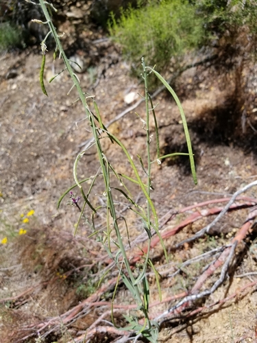Image of California Rockcress (Boechera californica) by no rights reserved