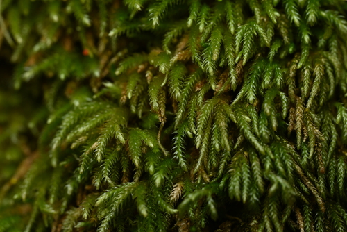 Scleropodium touretii observed 2026-10-03