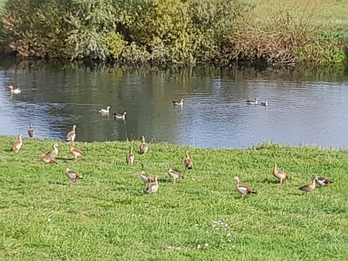 Egyptian Goose