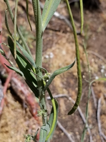Image of California Rockcress (Boechera californica) by no rights reserved