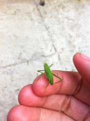 Phylloptera vaginalis
