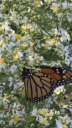 Monarch