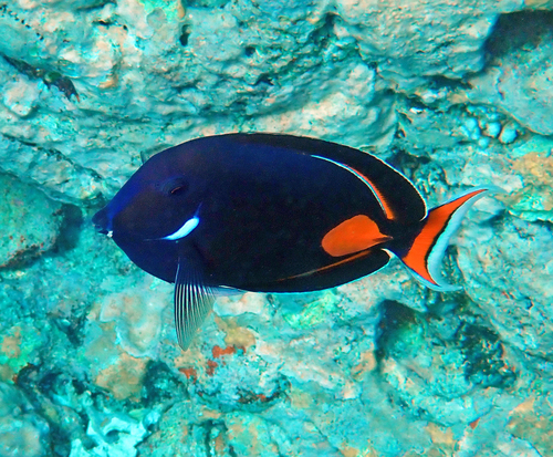 Acanthurus achilles observed 2026-10-10