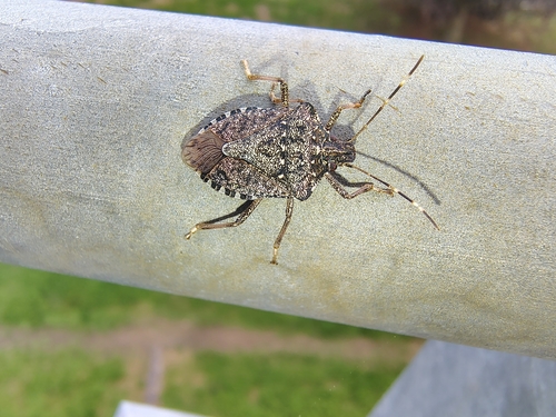 Brown Marmorated Stink Bug