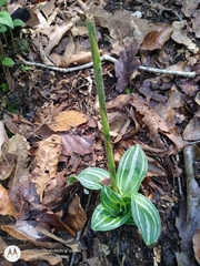 Sarcoglottis rosulata
