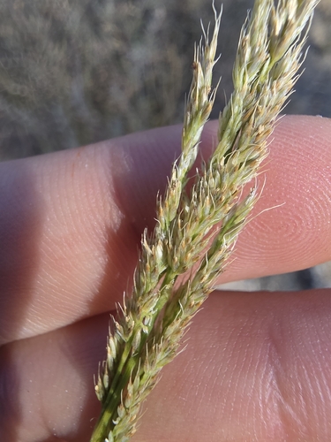 Muhlenbergia andina observed 2026-10-10