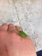 Phylloptera vaginalis