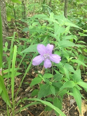 Ruellia pedunculata
