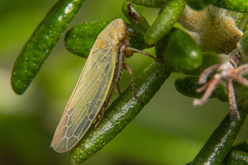 Leafhopper