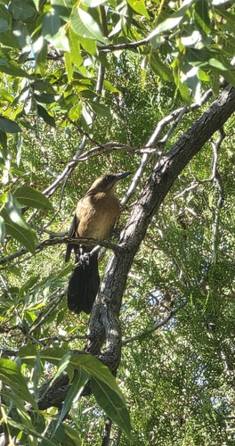 Great-tailed Grackle