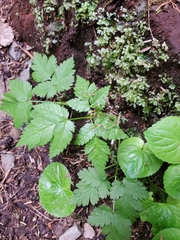 Osmorhiza purpurea