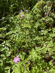 Geranium robertianum