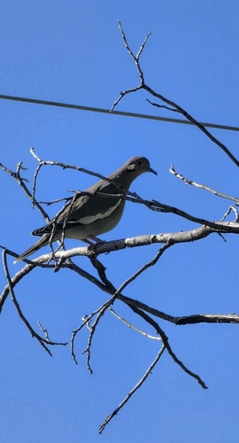 White-winged Dove