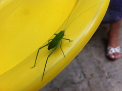 Phylloptera vaginalis