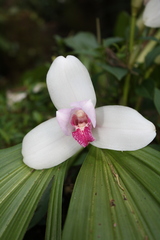 Lycaste virginalis