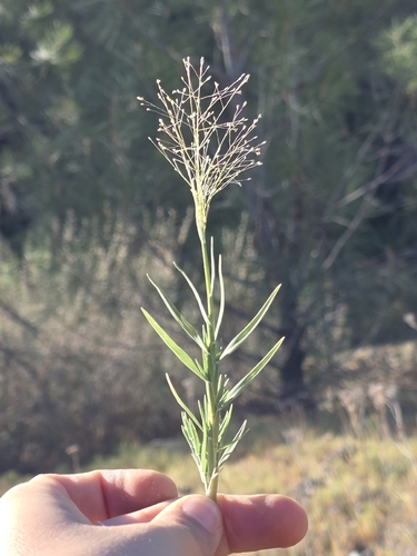 Muhlenbergia asperifolia, 2026-10-10