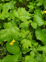 Osmorhiza purpurea