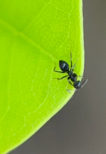 Paratrechina bourbonica observed 2026-10-10