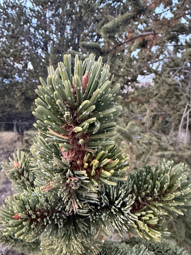 Rocky Mountain bristlecone pine