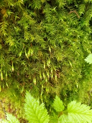 Bartramiopsis lescurii