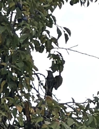 European Starling