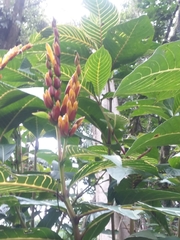 Sanchezia parvibracteata