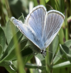 Icaricia icarioides missionensis