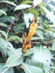 Sanchezia parvibracteata