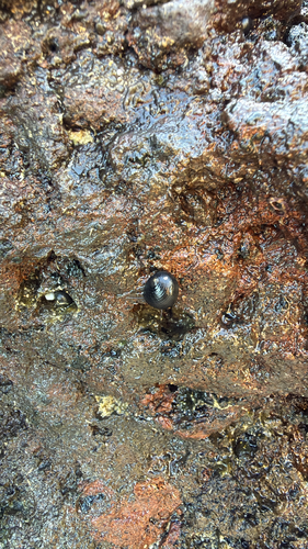 Nerita picea observed 2026-10-10