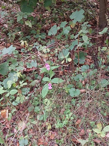 Himalayan balsam