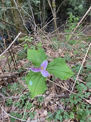 Trillium ovatum