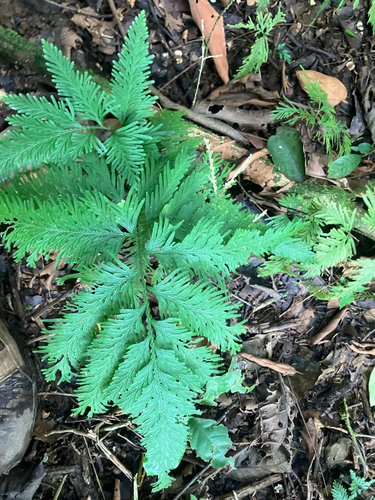 Selaginella plana observed 2026-10-09
