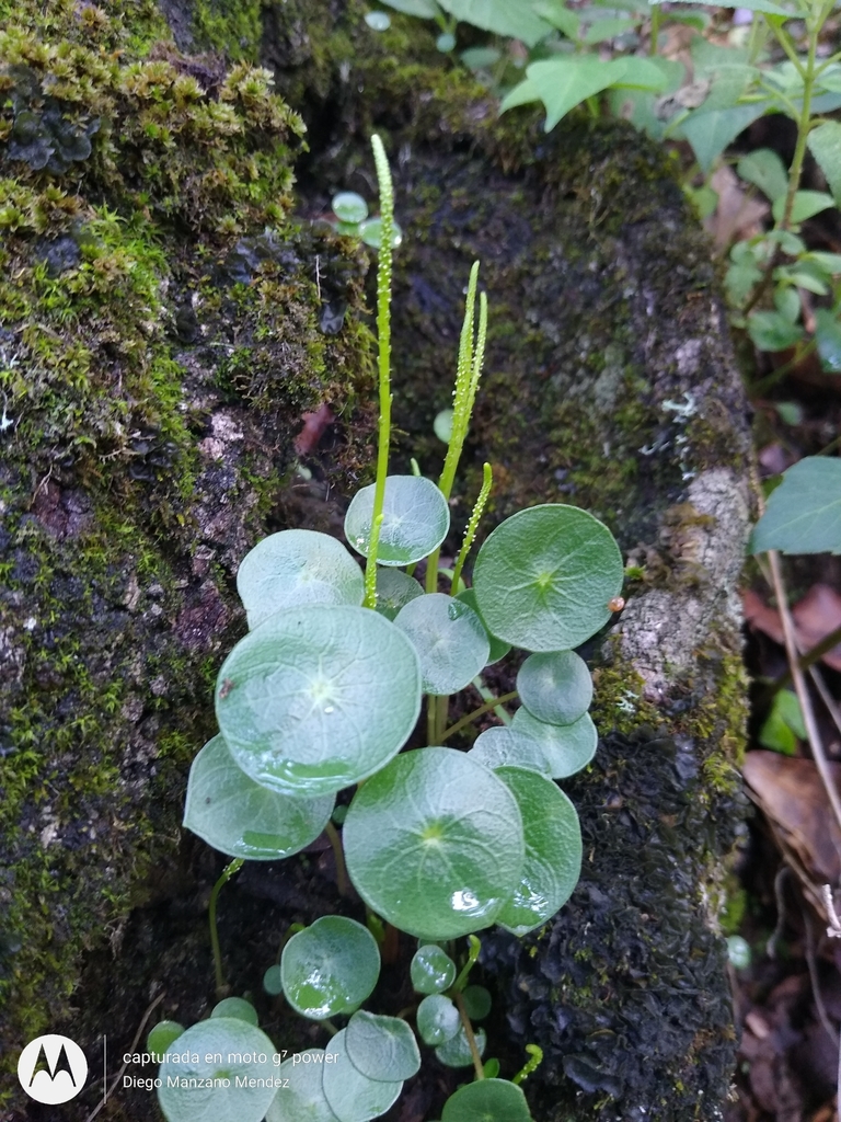 Peperomia macrandra