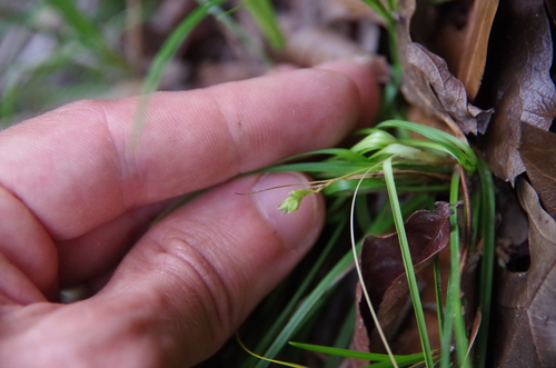 Image of Carex edwardsiana by (c) Eric Knight, some rights reserved (CC BY)