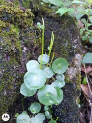Peperomia macrandra