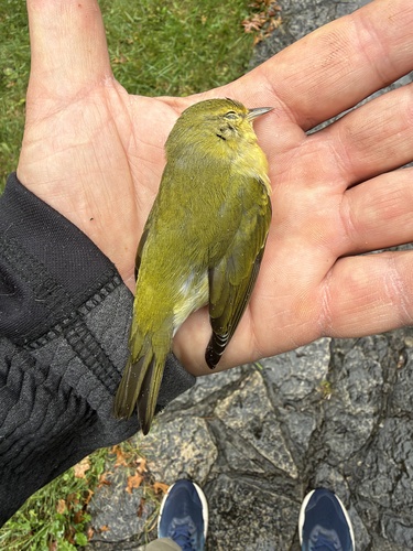 Tennessee Warbler