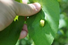 Puccinia sparganioidis
