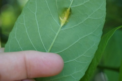 Puccinia sparganioidis