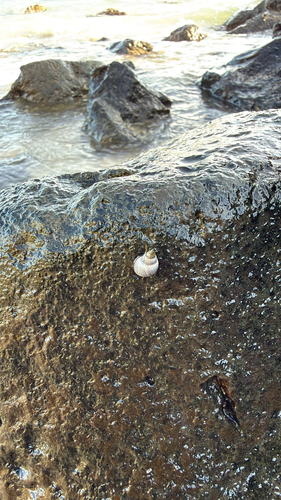 Littorina pintado observed 2026-10-10