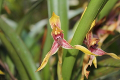 Maxillaria cucullata