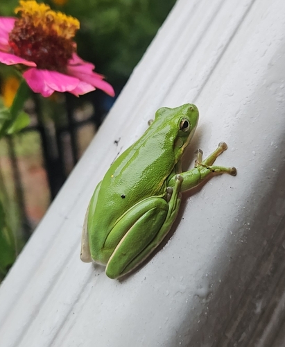 Green Treefrog