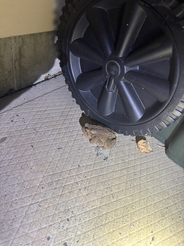 American Toad