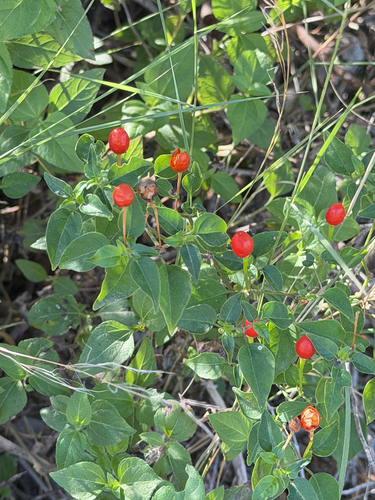 bird pepper