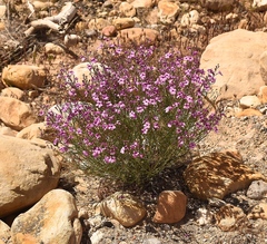 Penstemon ambiguus