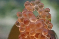 Aulorhynchus flavidus