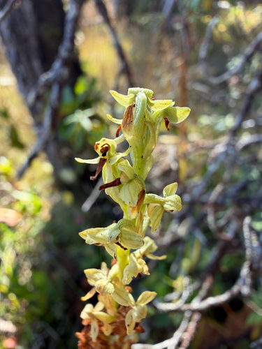 Platanthera hyperborea observed 2026-10-10