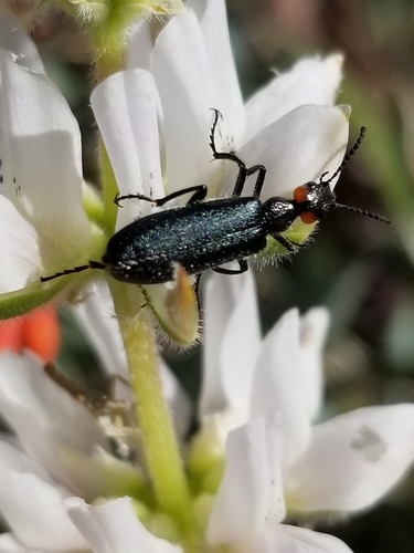 Red-eared Blister Beetle