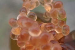 Aulorhynchus flavidus